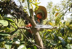 Pracował w ogrodzie. Makabryczny wypadek w Niemczech