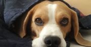 Beagle – słodki żebrak, który dla jedzenia zrobi wszystko
