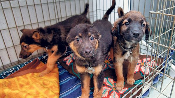 Niechcianego psa można oddać w oknie życia dla zwierząt