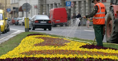 Legnica. "Stał w deszczu i podlewał kwiaty. Bezmyślne"