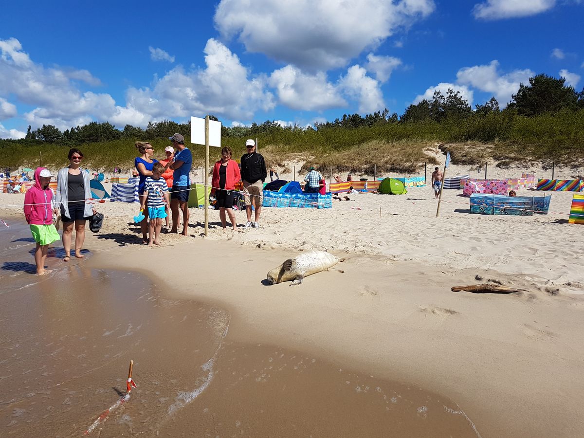 "Celebrytka" na plaży w Międzyzdrojach. Stała się miejscową atrakcją