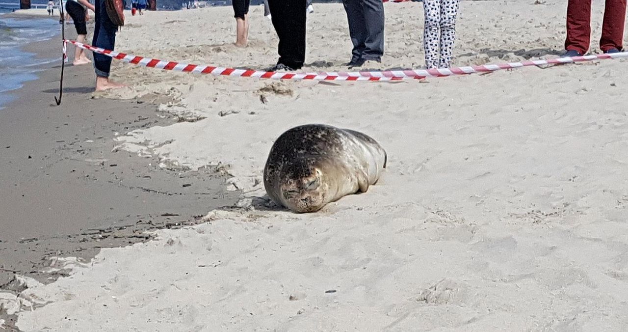 Trzy foki miały zmiażdżone głowy. Są wyniki sekcji zwłok zwierząt z Bałtyku