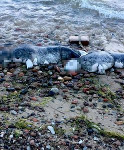 Przerażający widok. Dwie martwe foki z pętlami na szyjach