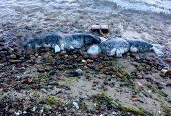 Przerażający widok. Dwie martwe foki z pętlami na szyjach