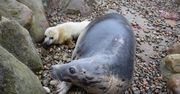 Na Helu urodziły się małe foczki. Niesamowite wideo z porodu