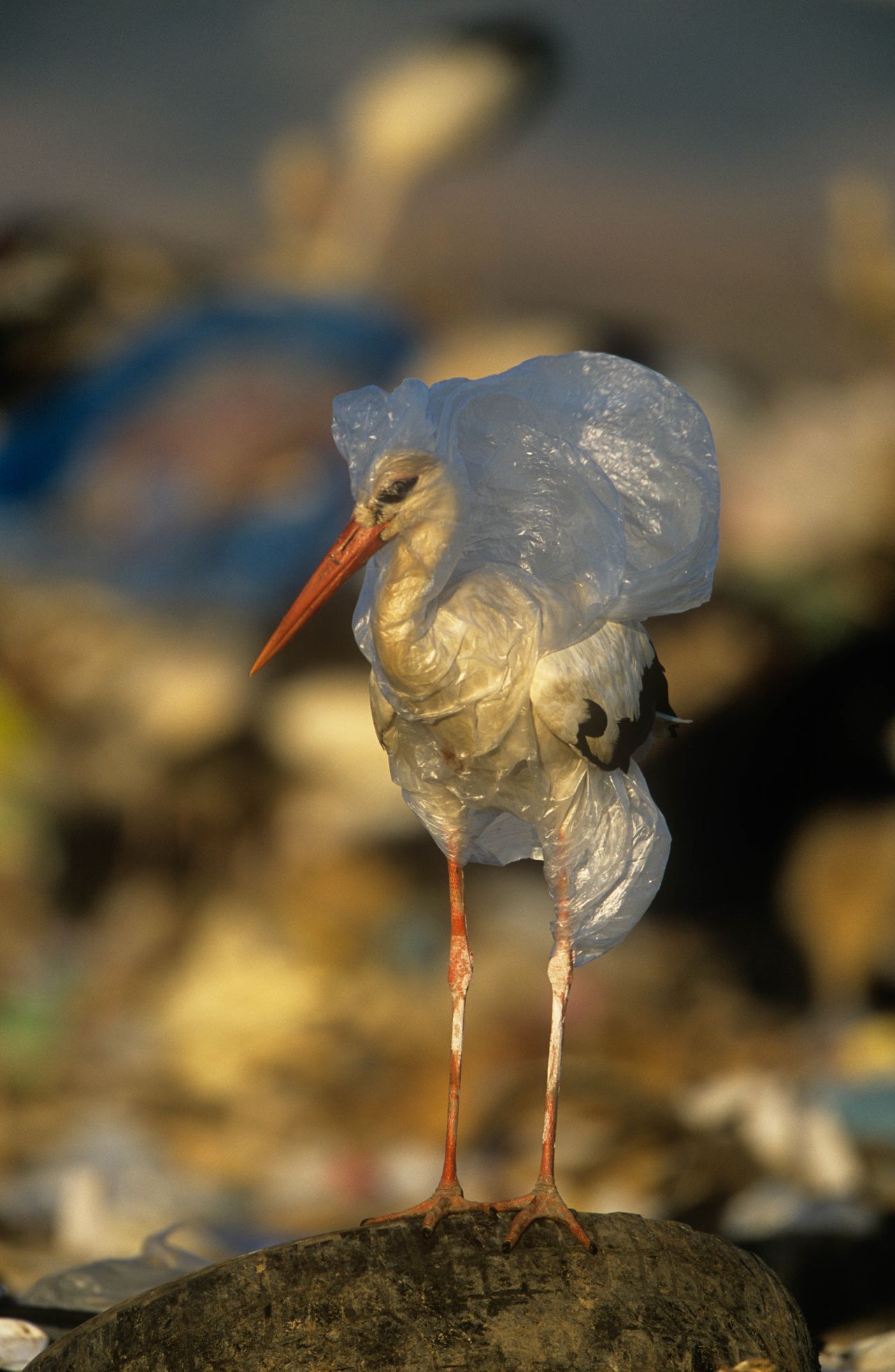 Dzień Ziemi. Zatruwamy morza i oceany 10 milionami ton plastiku i zużywamy bilion foliówek