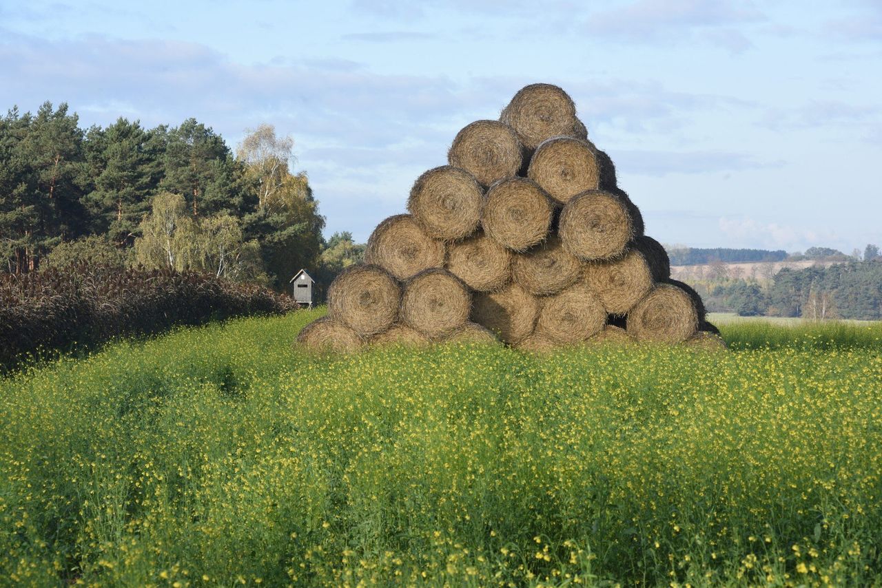 Nowelizacja ustawy o ochronie roślin przed agrofagami. To już pewne
