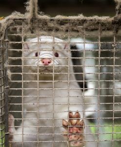 Koronawirus zmutował w norkach? Epidemiolodzy: nie ma na to dowodu