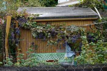 5 tys. zł kary dla działkowców. Urzędnicy mierzą odległości od płotu