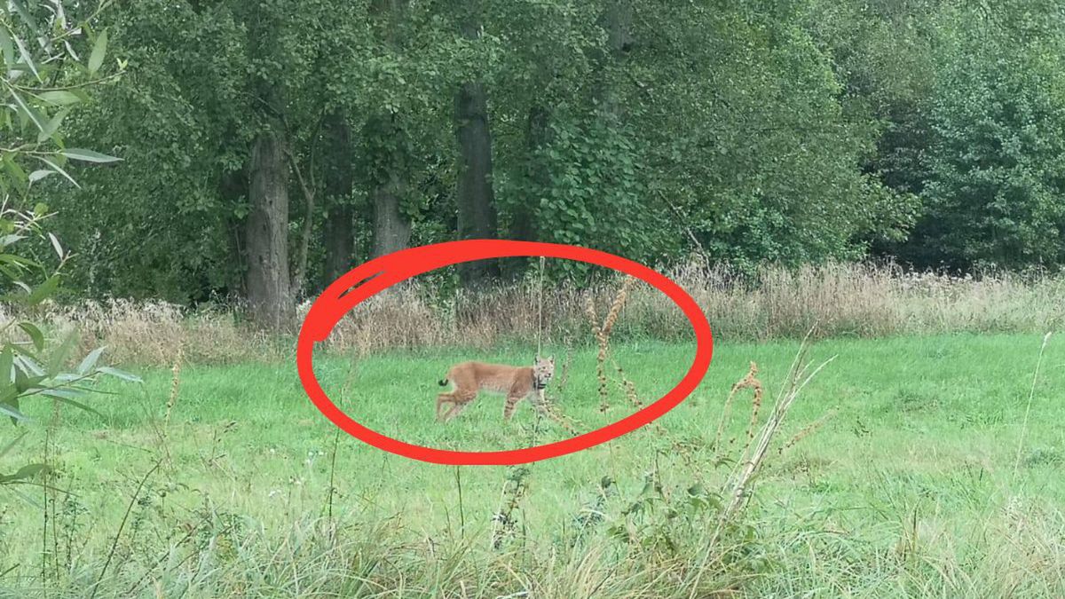 Ryś na Podlasiu – niezwykłe spotkanie