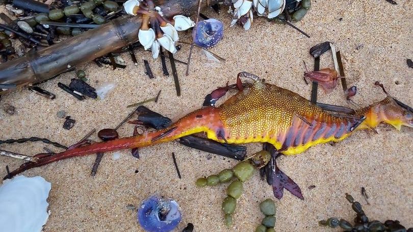 Fale wyrzuciły na brzeg tajemnicze stworzenia.