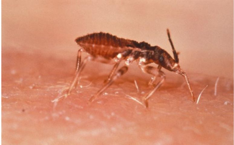 Choroba Chagasa. Śmiertelne schorzenie przenoszone przez robaki