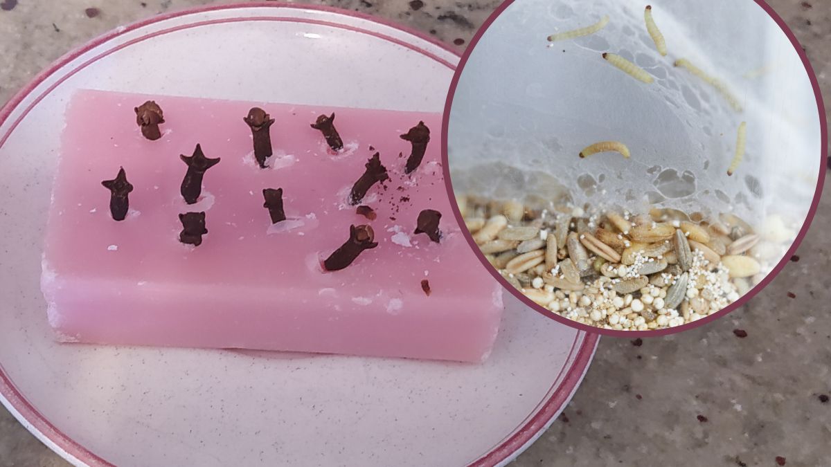 Goździki wbite w lawendowe mydło pomogą pozbyć się uporczywego problemu