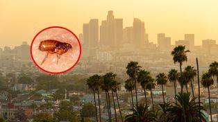 Alarm w Los Angeles. Rośnie liczba zakażeń chorobą przenoszoną przez pchły