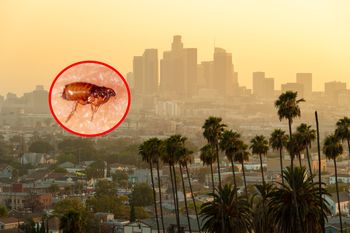 Alarm w Los Angeles. Rośnie liczba zakażeń chorobą przenoszoną przez pchły