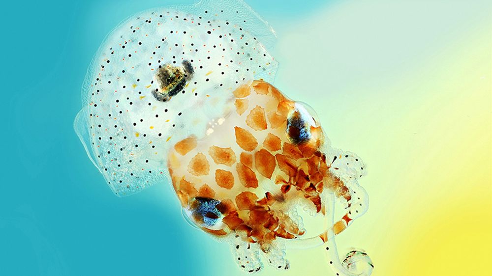 Najlepsze zdjęcia o tematyce biologicznej pokazują, że nauka też może być sztuką 1