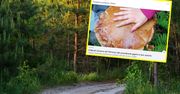 Giganty w polskich lasach. Grzybiarze wniebowzięci