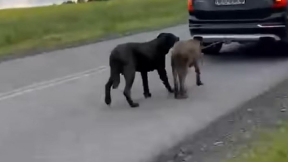 Niemcy reagują na szokujące zdarzenie w Polsce. Nagranie obiegło media