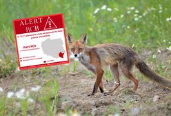 Wydano alert RCB. Obowiązuje w jednym województwie