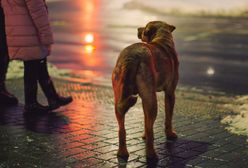 Masz psa? Pomóż mu czuć się bezpiecznie w sylwestrową noc