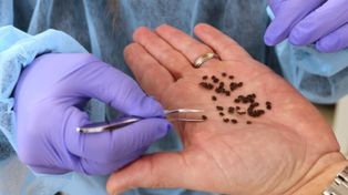 Już są w Polsce. Ścigają ofiarę. Pilny alarm. "Nadchodzi wysyp"