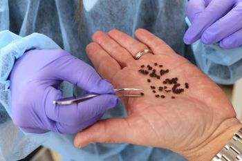 Już są w Polsce. Ścigają ofiarę. Pilny alarm. "Nadchodzi wysyp"