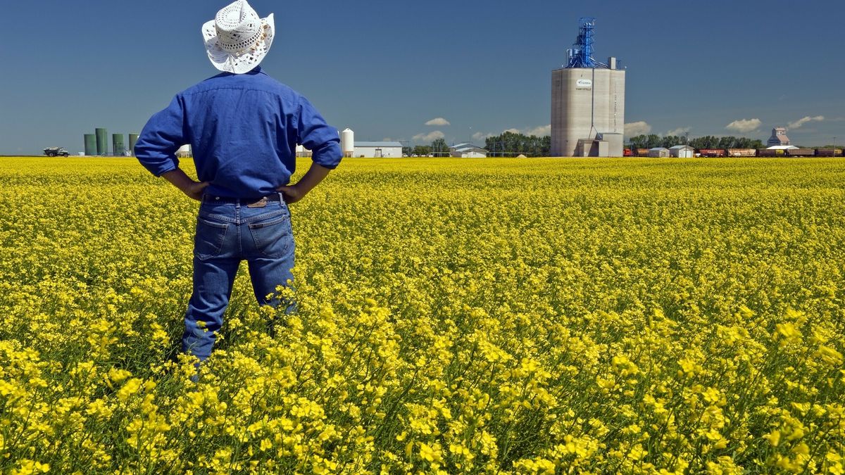 All Canada Photos HD June 2014A man looks out over a blooming canola field with an inland grain terminal in the background, near Fannystelle, Manitoba, CanadaDave Reede