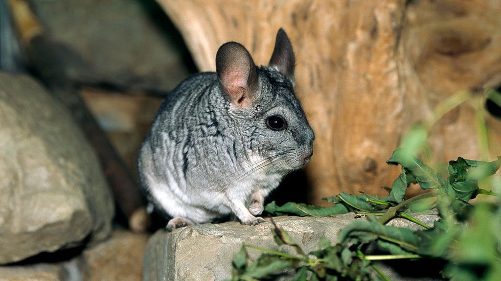 Szynszyla (zdj. ilustracyjne)