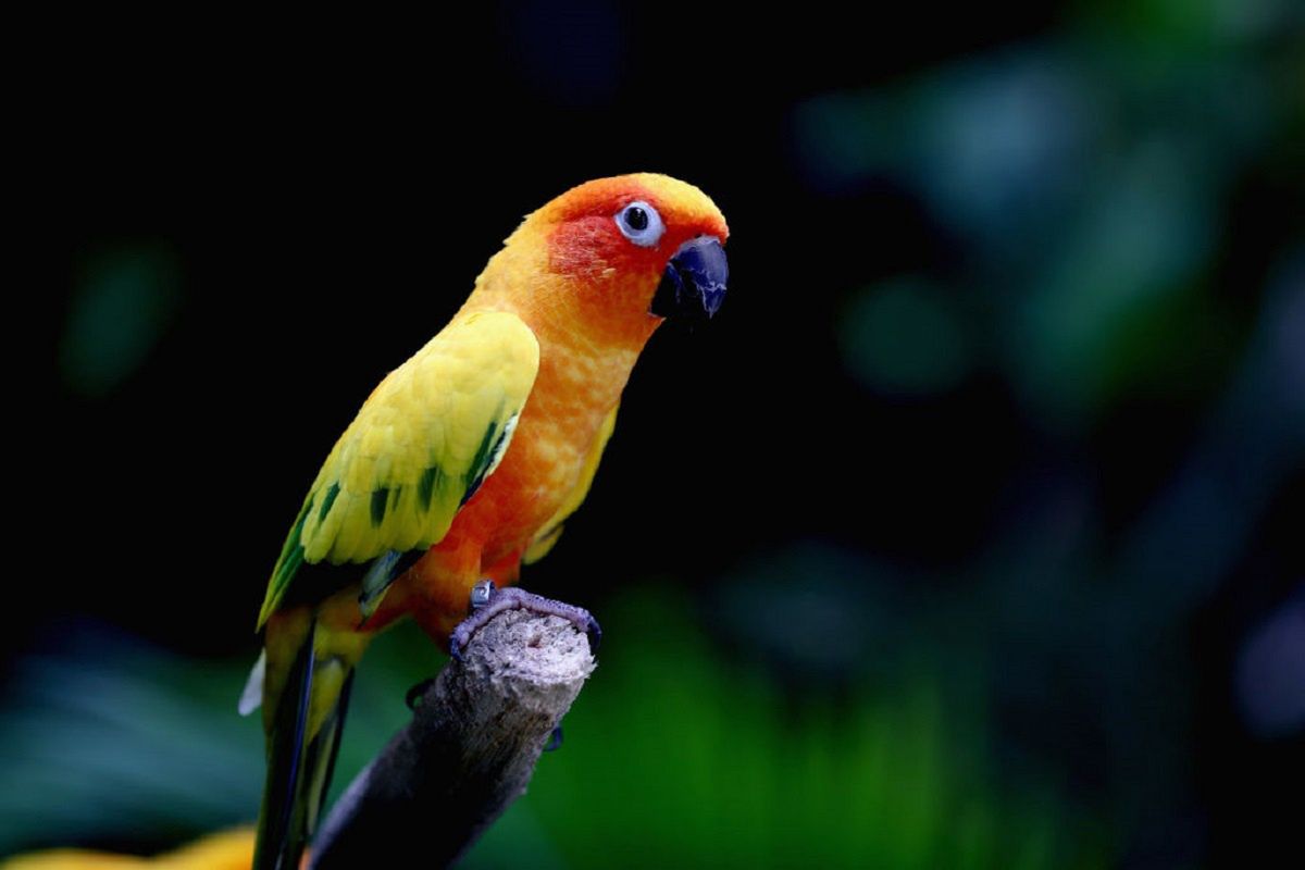 Papuzica wywoływana jest przez bakterie. Nosicielami są nie tylko papugi, ale również inne ptaki. 