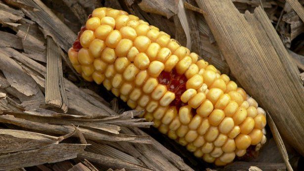 Przełomowa technologia pozwoli produkować leki wewnątrz ziaren kukurydzy
