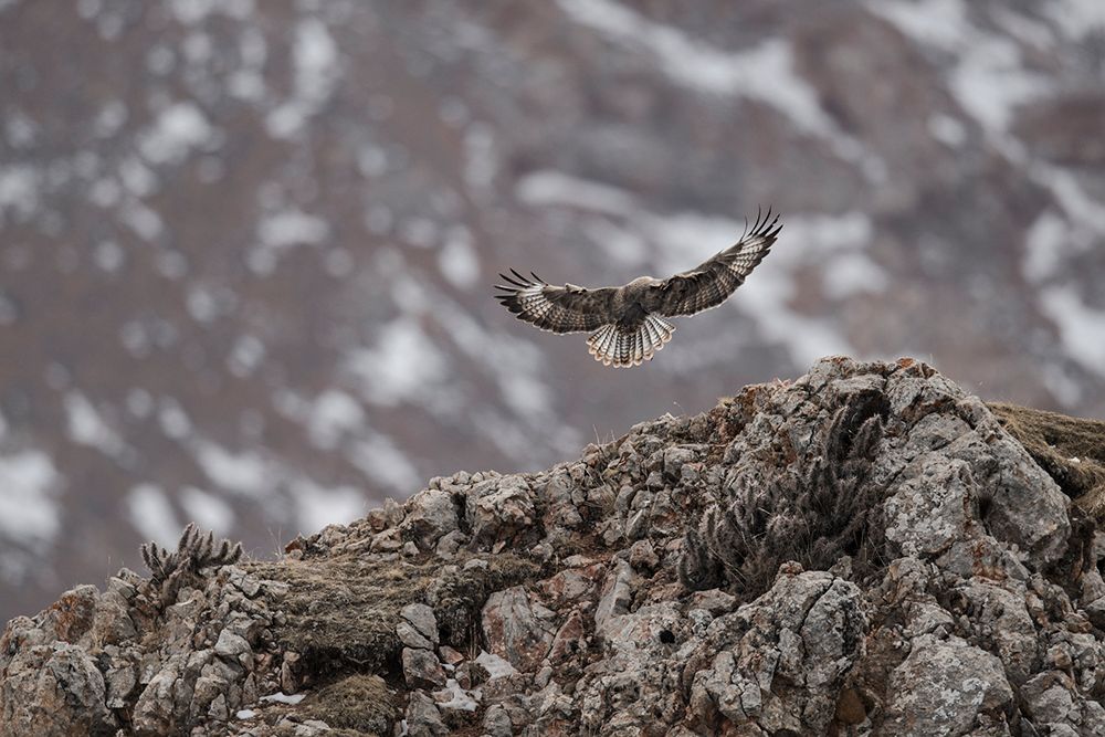Vincent Munier wytropił i sfotografował niezwykle rzadkiego irbisa śnieżnego. Zobaczcie, jak powstały jego zdjęcia 14