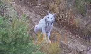 Pierwsze takie zdjęcie na świecie. Fotograf uchwycił niezwykłego rysia
