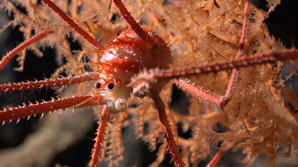 Głębinowy homar żyjący w koralowcach