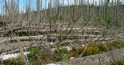 Czy natura wie najlepiej? Ona działa, a ludzie mają problem