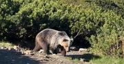 Usiedli, żeby odpocząć w Tatrach. Tuż obok pojawił się niedźwiedź