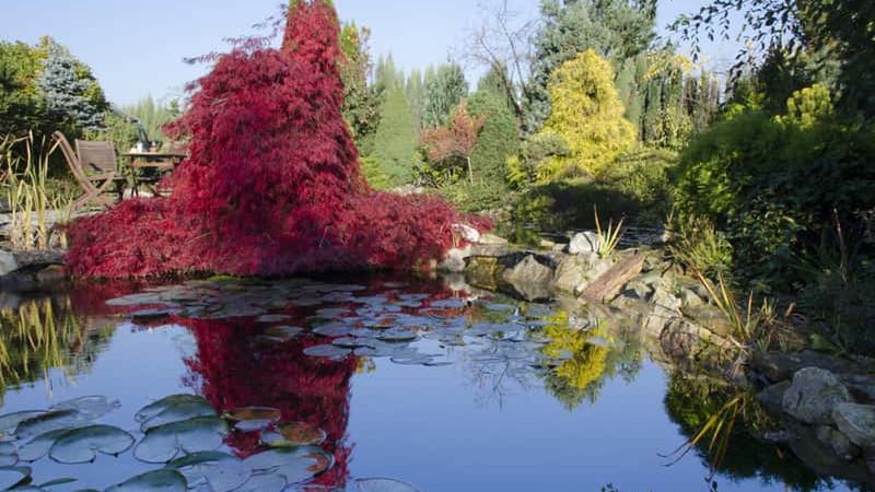 Klon palmowy to nie jest najbardziej popularna roślina ozdobna. Jego odmiany mają ciekawe liście, ale drzewo jest podatne na choroby.