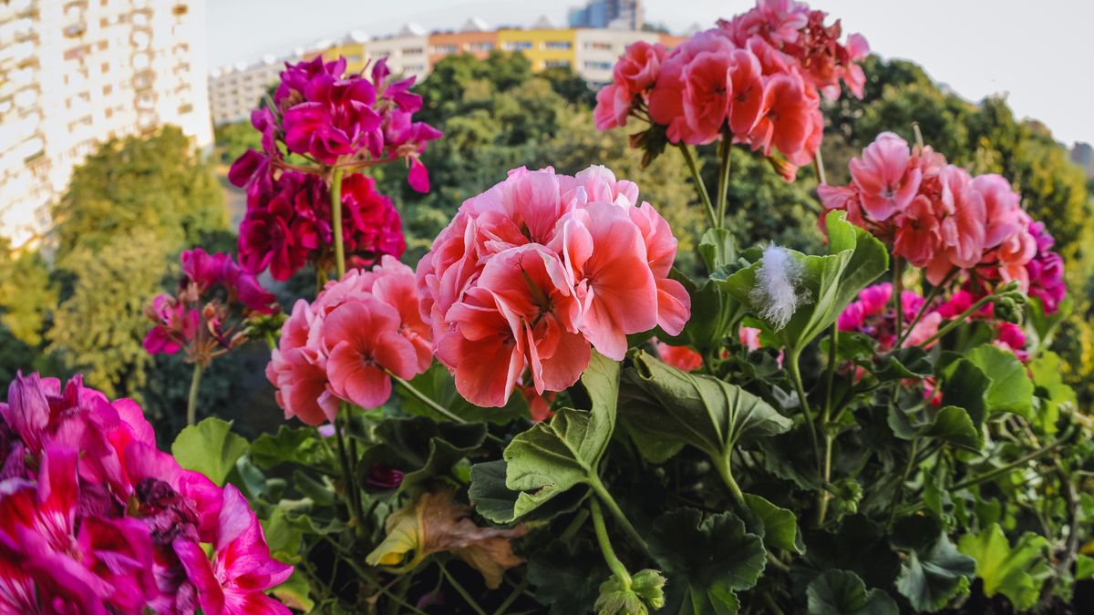 Podlej tym nawozem pelargonie, a doniczki będą się uginać od kwiatów