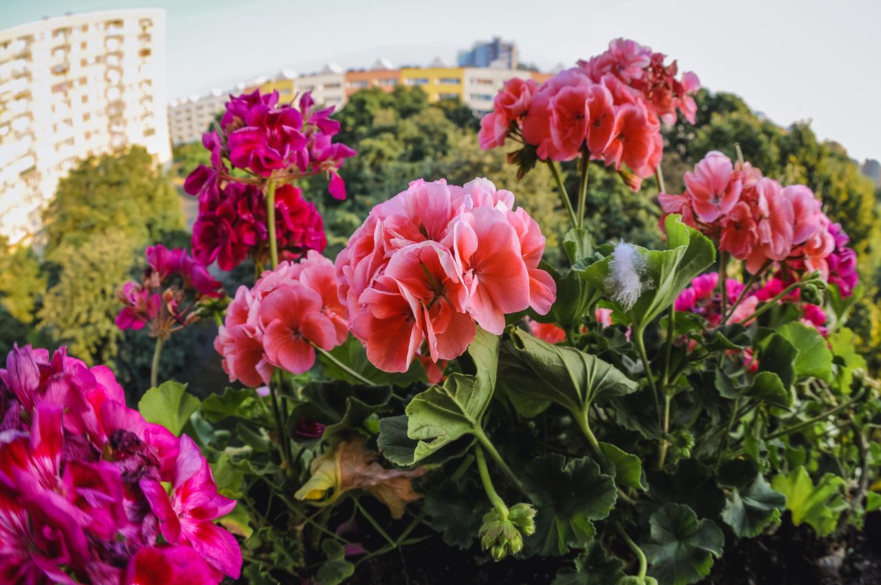 Domowy nawóz z dwóch składników. Wiosną podlej nim pelargonie