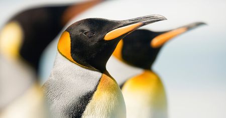 Od początku, raz jeszcze. Nowy Linux otwiera kolejny rozdział