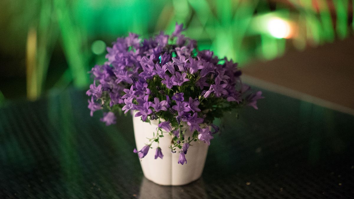 Sony A7S - zdjęcia testowe do ISO 409 600 1