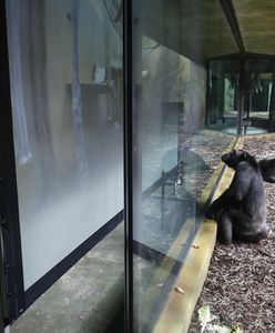 Czechy. Małpy w zoo oglądają filmy. Projekt przypomina reality show