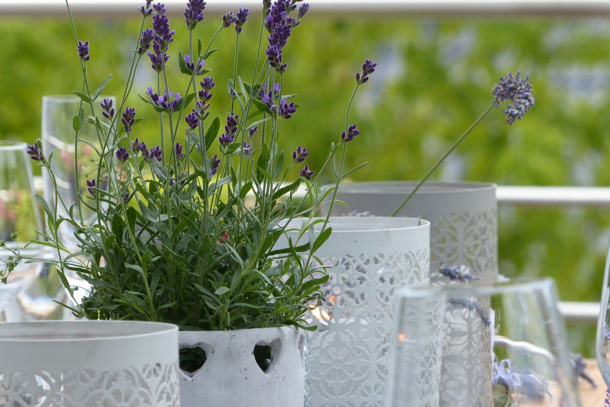 Lavender repels mice and rats.