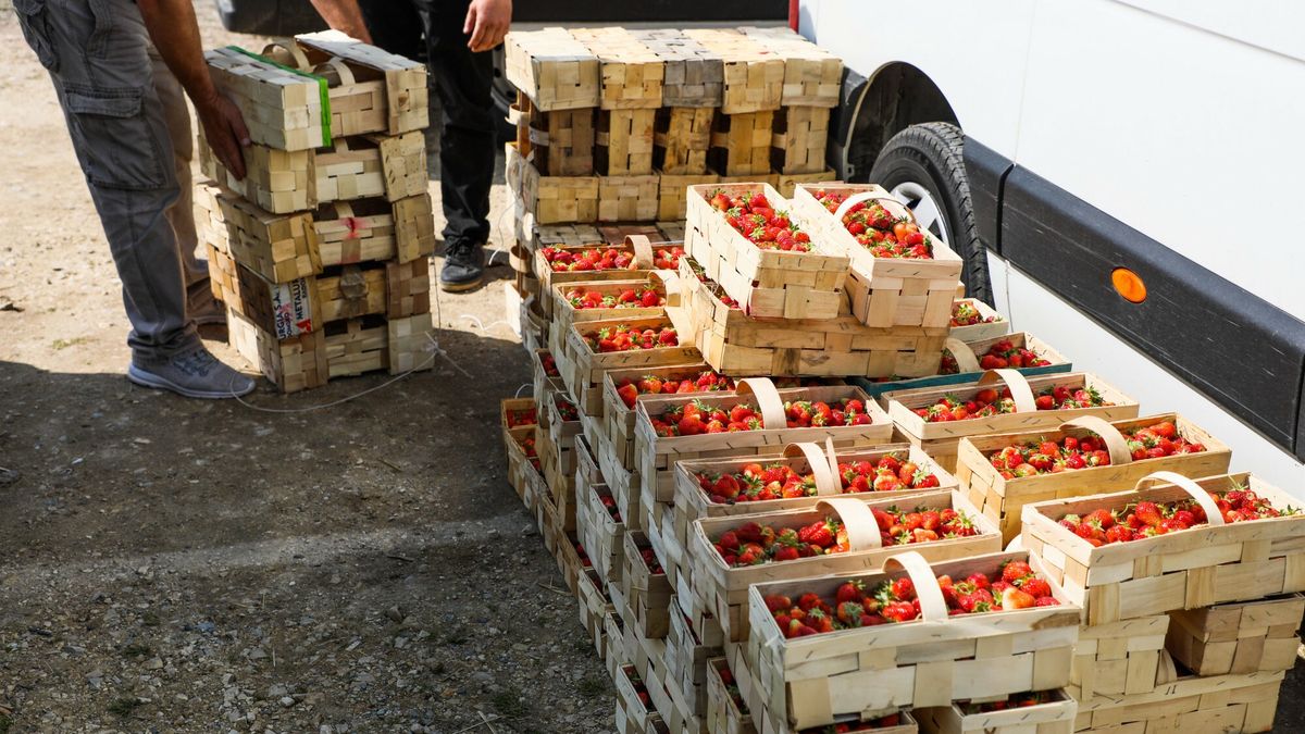 Pracownicy z Ukrainy zbieraj? polskie truskawki
Fot. Jakub Kaminski/East News, Nowe Przybojewo (woj. mazowieckie), 27.05.2020. Gielda Golawin, na ktorej odbywa sie sprzedaz hurtowa truskawek.
Jakub Kaminski