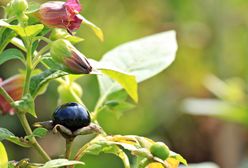 Wilcze jagody są śmiertelnie niebezpieczne. Rosną w polskich lasach