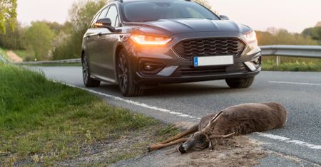 Zabrał martwe zwierzę do domu. Może zostać skazany za kradzież