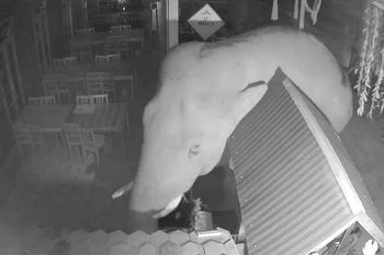 Zdemolował restaurację w Tajlandii. Sprawca jest znany z różnych wybryków