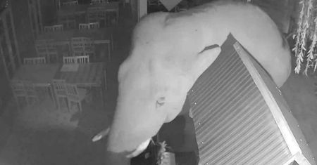 Zdemolował restaurację w Tajlandii. Sprawca jest znany z różnych wybryków
