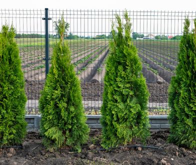 Wlej pod tuje. Urosną tak, że sąsiedzi będą pytać o przepis