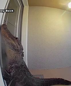 "Puk, puk". Aligator odwiedził domowników