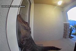 "Puk, puk". Aligator odwiedził domowników